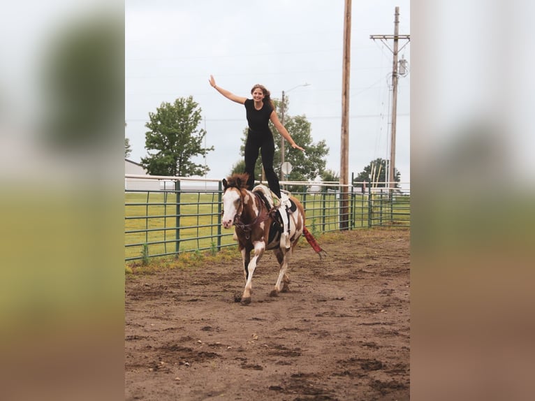 Paint Horse Stute 12 Jahre 155 cm Overo-alle-Farben in Macon, MO