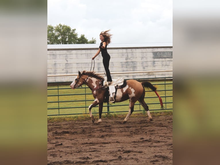 Paint Horse Stute 12 Jahre 155 cm Overo-alle-Farben in Macon, MO