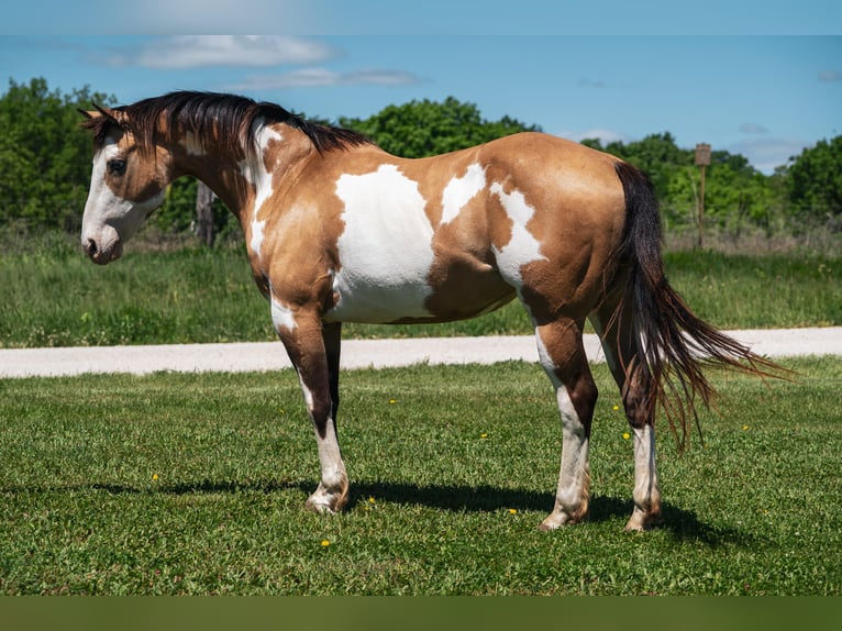 Paint Horse Stute 12 Jahre 155 cm Overo-alle-Farben in Macon, MO
