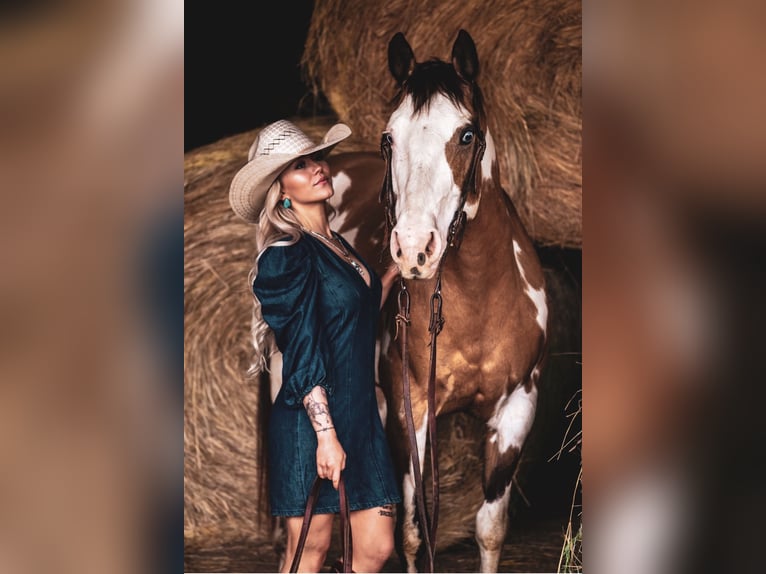 Paint Horse Stute 12 Jahre 155 cm Overo-alle-Farben in Macon, MO