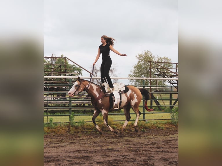 Paint Horse Stute 12 Jahre 155 cm Overo-alle-Farben in Macon, MO