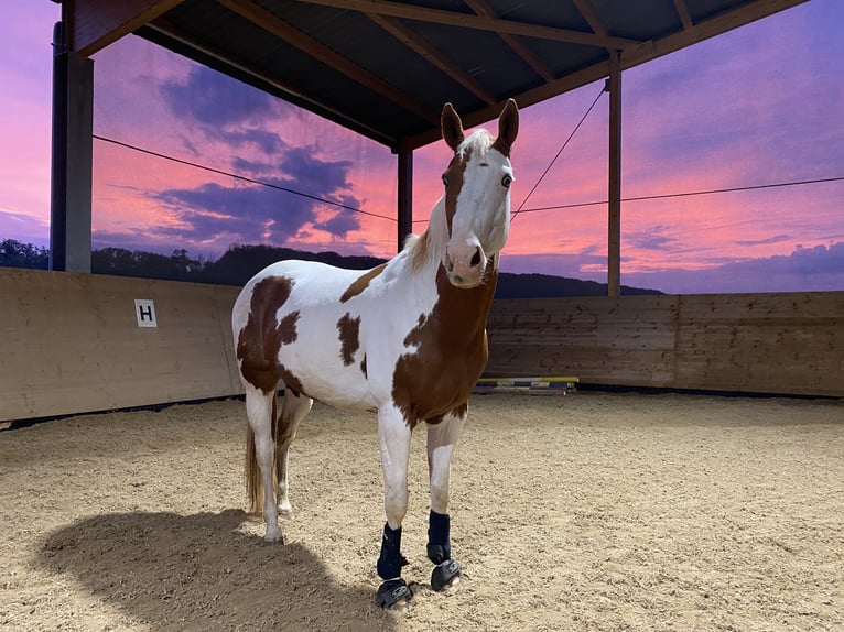 Paint Horse Stute 12 Jahre 156 cm Tovero-alle-Farben in Stadland