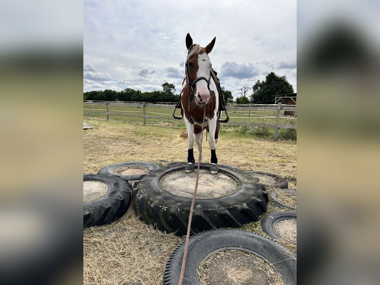 Paint Horse Stute 12 Jahre 156 cm Tovero-alle-Farben in Stadland