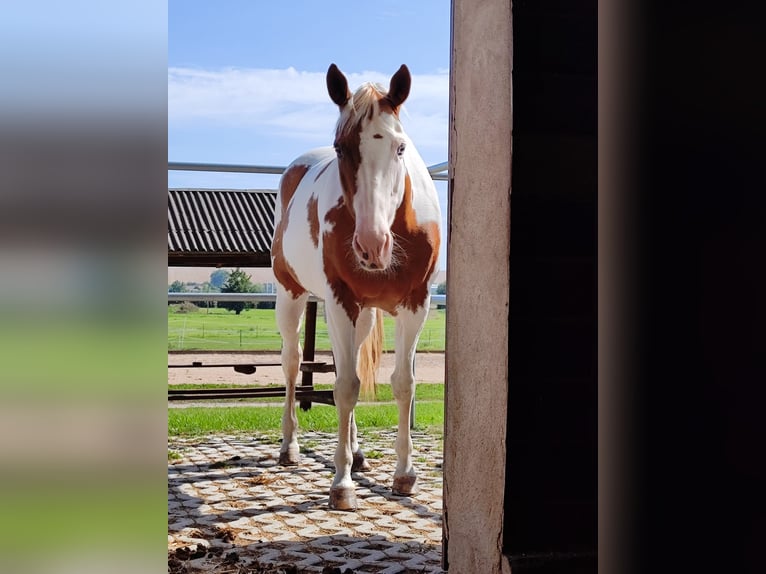Paint Horse Stute 12 Jahre 156 cm Tovero-alle-Farben in Stadland