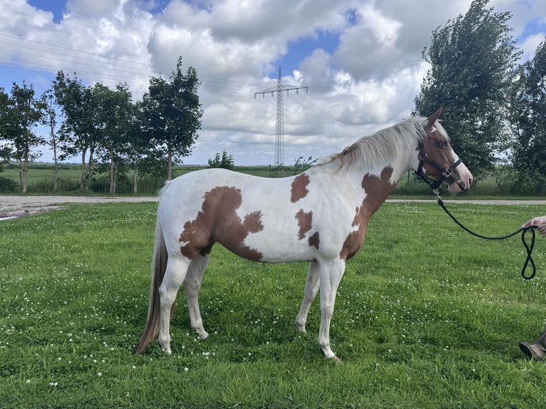Paint Horse Stute 12 Jahre 156 cm Tovero-alle-Farben in Stadland
