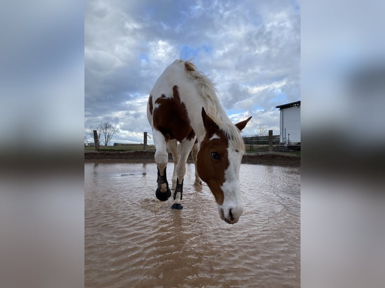 Paint Horse Stute 12 Jahre 156 cm Tovero-alle-Farben in Stadland