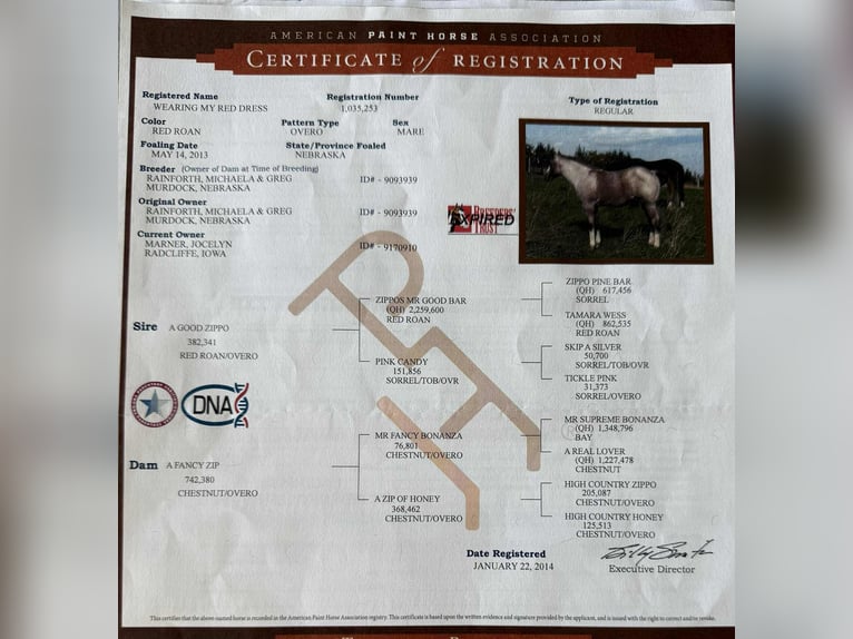 Paint Horse Stute 12 Jahre 157 cm Roan-Red in Rusk TX