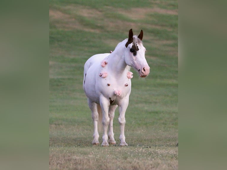 Paint Horse Stute 13 Jahre Tobiano-alle-Farben in Stephenville TX