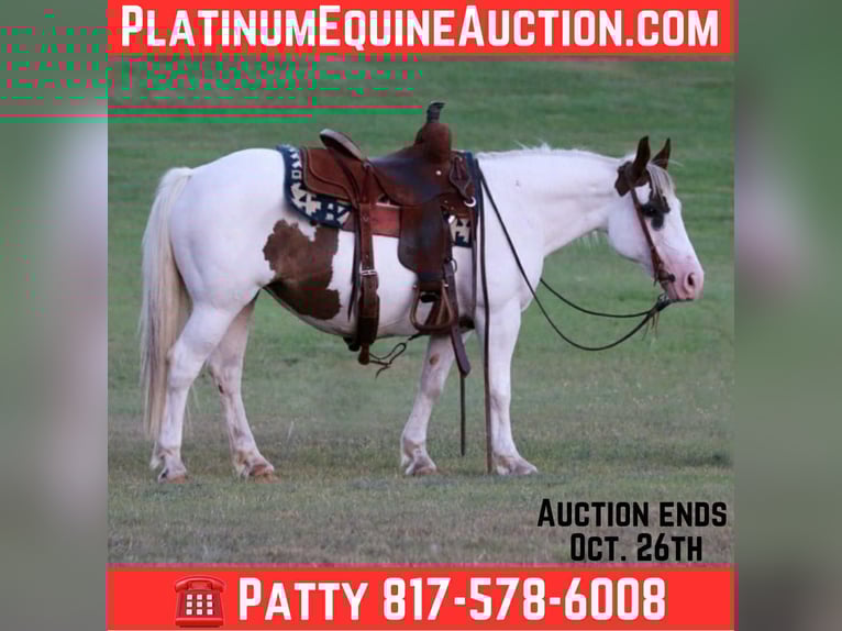 Paint Horse Stute 13 Jahre Tobiano-alle-Farben in Stephenville TX