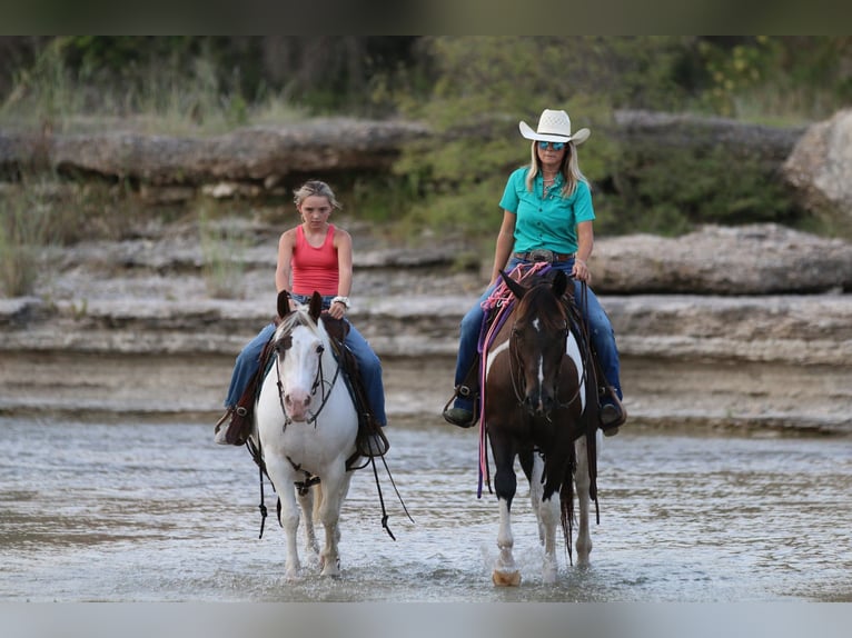 Paint Horse Stute 13 Jahre Tobiano-alle-Farben in Stephenville TX