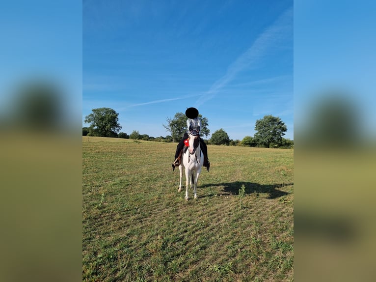 Paint Horse Stute 14 Jahre 156 cm Tovero-alle-Farben in Trittau