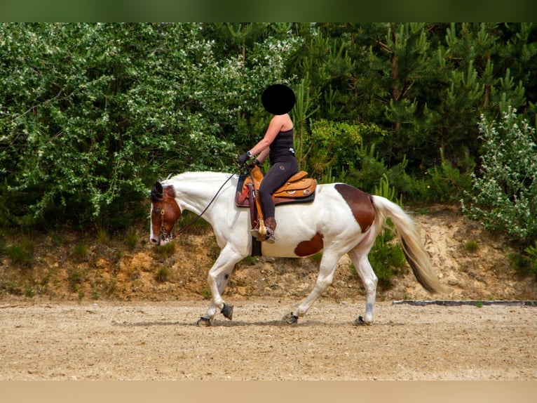 Paint Horse Stute 14 Jahre 156 cm Tovero-alle-Farben in Trittau