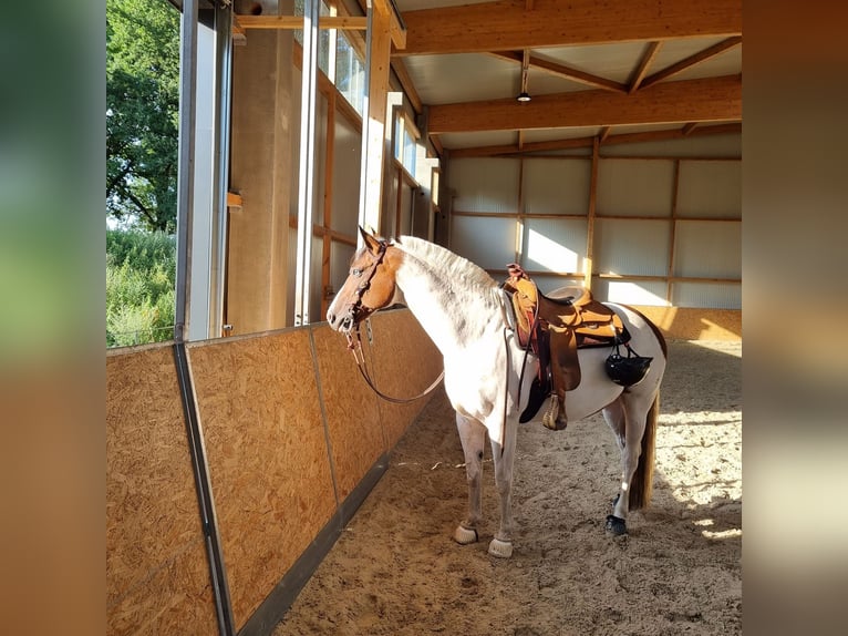 Paint Horse Stute 14 Jahre 156 cm Tovero-alle-Farben in Trittau