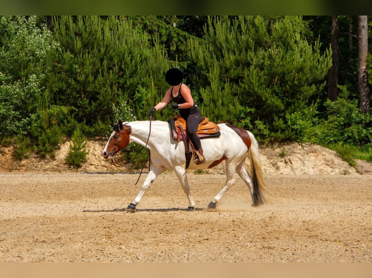 Paint Horse Stute 14 Jahre 156 cm Tovero-alle-Farben in Trittau