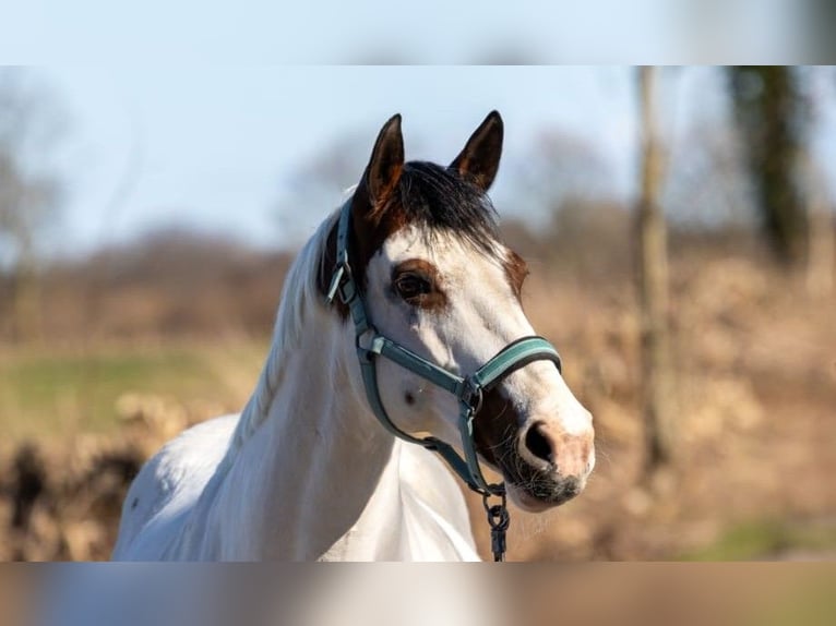 Paint Horse Stute 14 Jahre 156 cm Tovero-alle-Farben in Trittau