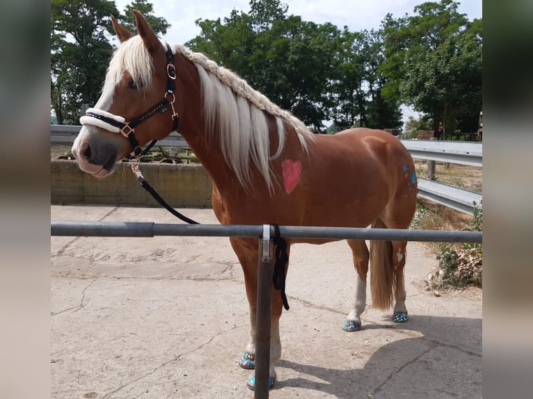 Paint Horse Mix Stute 14 Jahre 157 cm Fuchs in Gransee