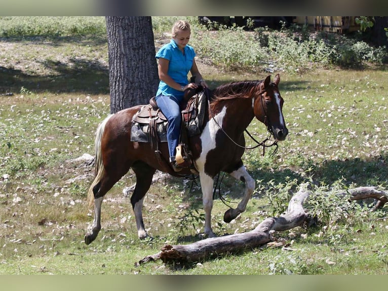 Paint Horse Stute 15 Jahre 150 cm Tobiano-alle-Farben in Lipan TX
