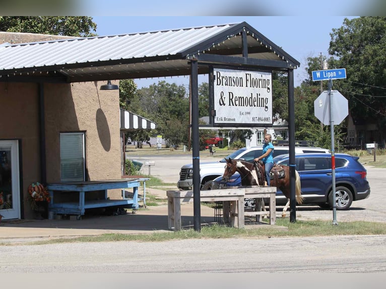 Paint Horse Stute 15 Jahre 150 cm Tobiano-alle-Farben in Lipan TX