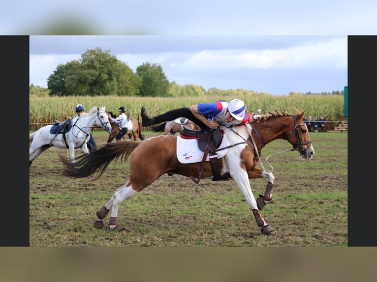 Paint Horse Mix Stute 15 Jahre 151 cm Schecke in Hemslingen