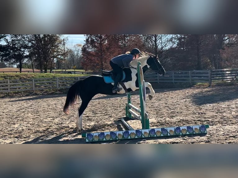 Paint Horse Stute 15 Jahre 152 cm Tobiano-alle-Farben in bORDEN in