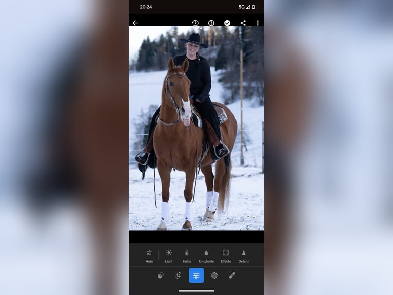 Paint Horse Stute 17 Jahre 148 cm Fuchs in Grenchen