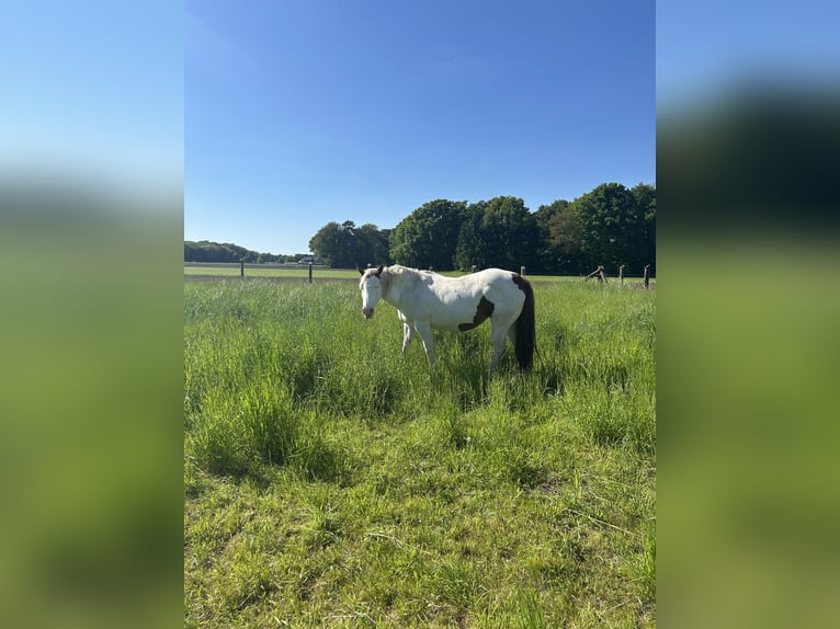 Paint Horse Stute 17 Jahre 152 cm Schecke in MeinerzhagenMeinerzhagen