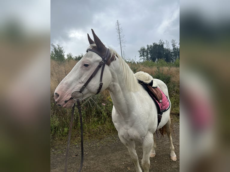 Paint Horse Stute 17 Jahre 152 cm Schecke in MeinerzhagenMeinerzhagen