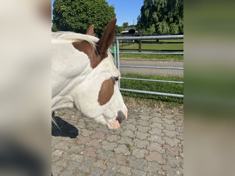 Paint Horse Stute 17 Jahre 152 cm Schecke in MeinerzhagenMeinerzhagen