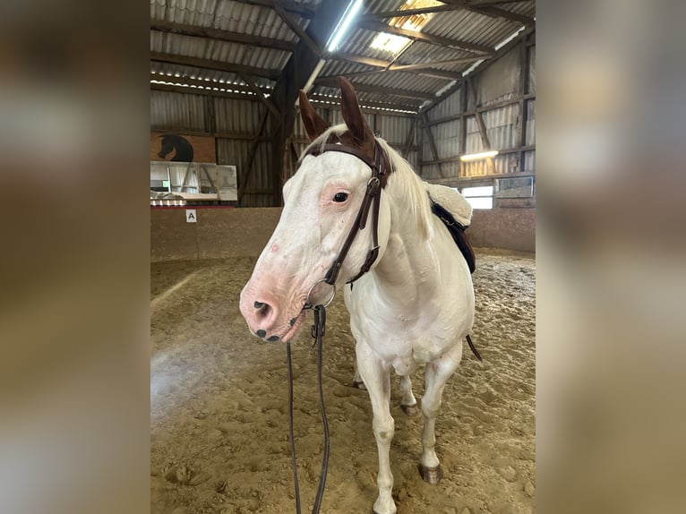 Paint Horse Stute 17 Jahre 152 cm Tobiano-alle-Farben in Marienheide