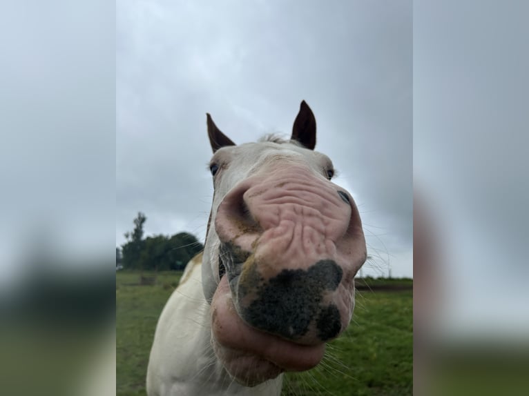 Paint Horse Stute 17 Jahre 152 cm Tobiano-alle-Farben in Marienheide