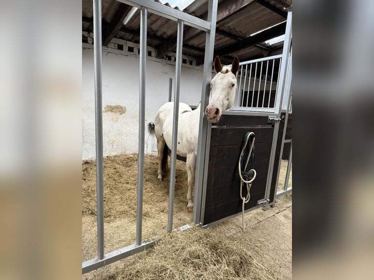 Paint Horse Stute 17 Jahre 152 cm Tobiano-alle-Farben in Marienheide