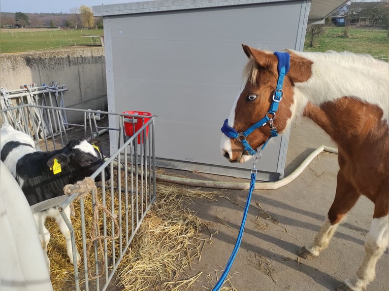 Paint Horse Stute 17 Jahre 154 cm Tobiano-alle-Farben in Rheinbach Paint Horse Stute 17 Jahre 154 cm Tobiano-alle-Farben in Rheinbach