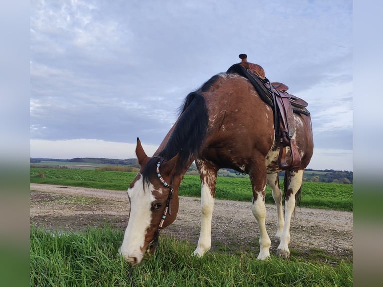Paint Horse Stute 17 Jahre 155 cm Brauner in Monchy-Breton