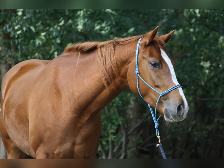 Paint Horse Stute 17 Jahre 155 cm Fuchs in Elburg