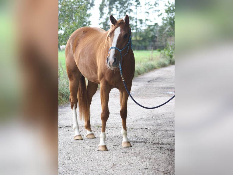 Paint Horse Stute 17 Jahre 155 cm Fuchs in Elburg