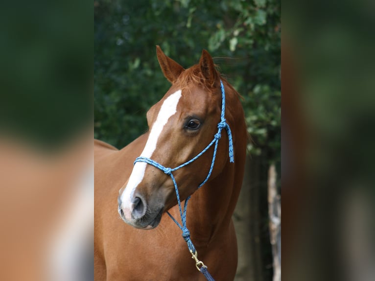 Paint Horse Stute 17 Jahre 155 cm Fuchs in Elburg