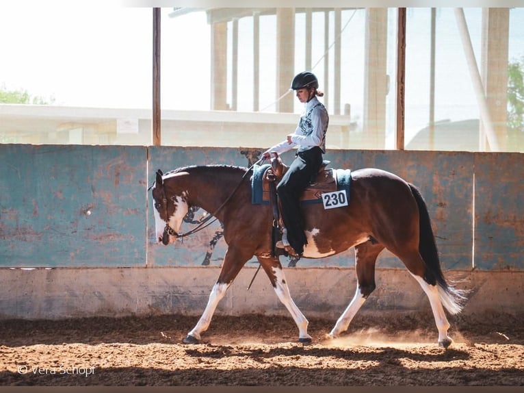Paint Horse Stute 18 Jahre 165 cm Schecke in Langenau
