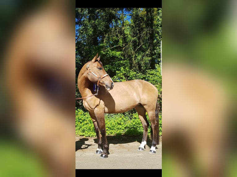 Paint Horse Mix Stute 19 Jahre 150 cm Buckskin in Fuhlendorf