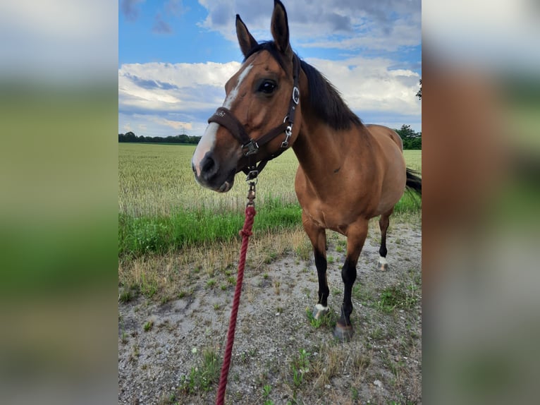 Paint Horse Mix Stute 19 Jahre 150 cm Buckskin in Fuhlendorf