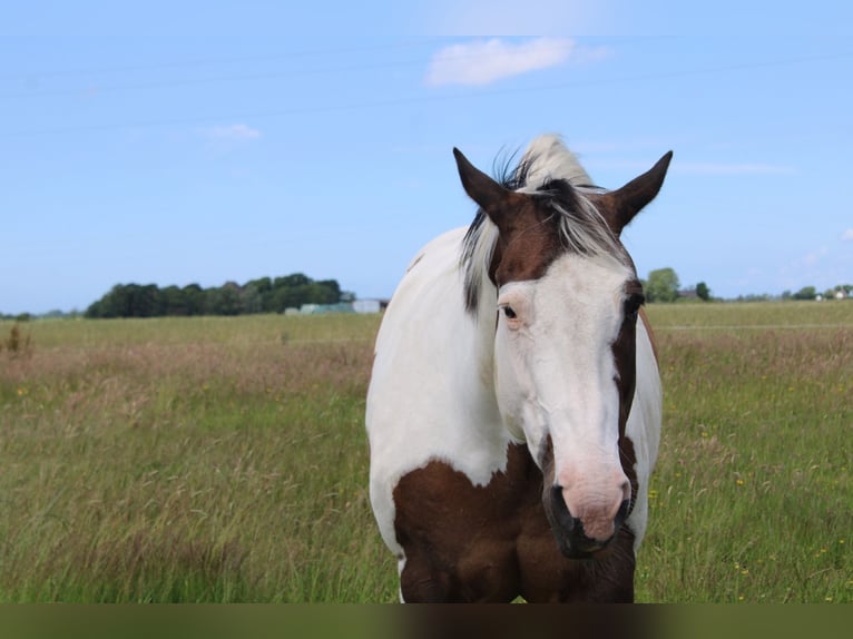 Paint Horse Stute 19 Jahre 158 cm Tobiano-alle-Farben in Tönning