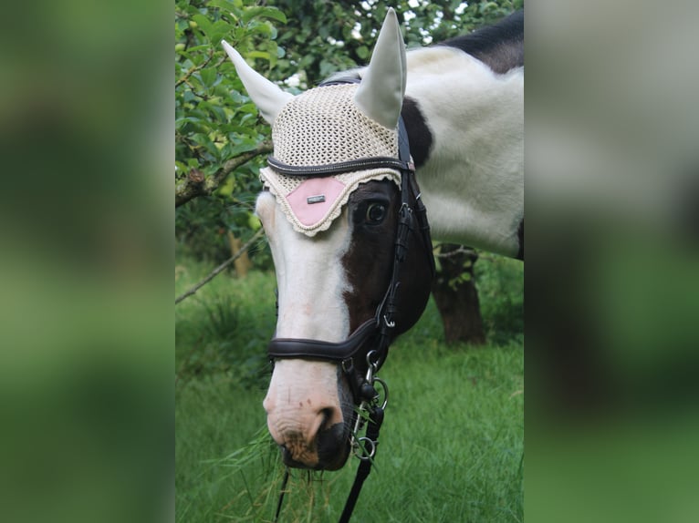 Paint Horse Stute 19 Jahre 158 cm Tobiano-alle-Farben in Tönning