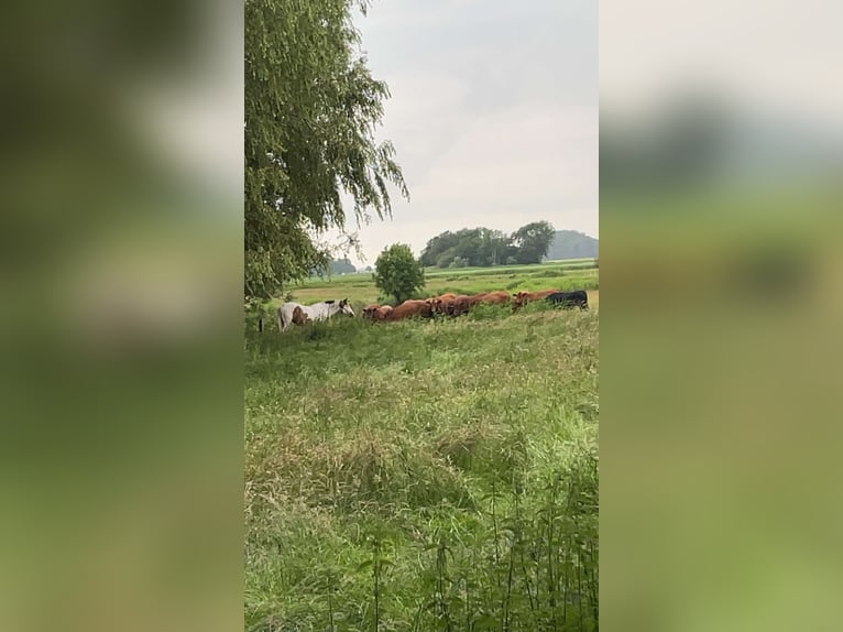 Paint Horse Stute 19 Jahre 158 cm Tobiano-alle-Farben in Tönning