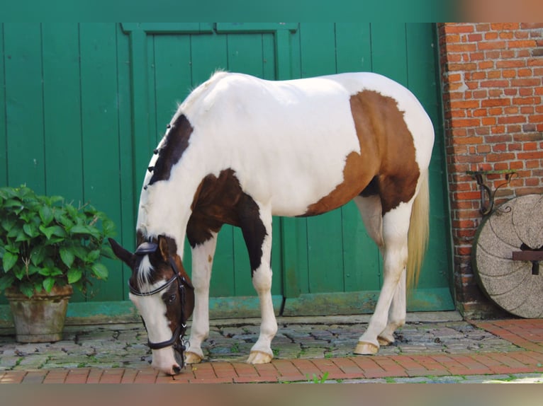 Paint Horse Stute 19 Jahre 158 cm Tobiano-alle-Farben in Tönning