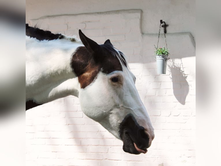 Paint Horse Stute 19 Jahre 158 cm Tobiano-alle-Farben in Tönning