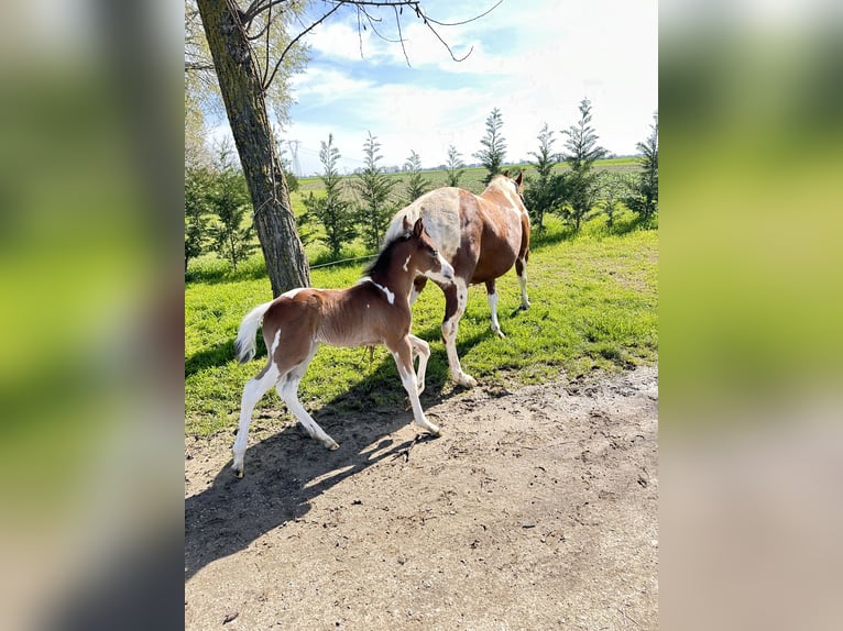 Paint Horse Stute 1 Jahr 140 cm Brauner in Forlì