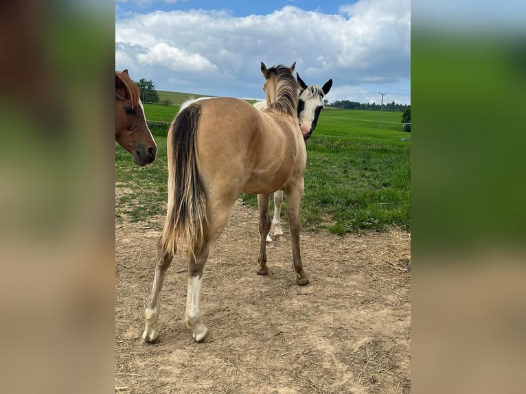 Paint Horse Mix Stute 1 Jahr 146 cm Champagne in Oberbachheim