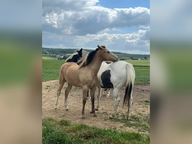 Paint Horse Mix Stute 1 Jahr 146 cm Champagne in Oberbachheim