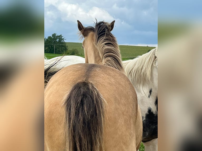 Paint Horse Mix Stute 1 Jahr 146 cm Champagne in Oberbachheim