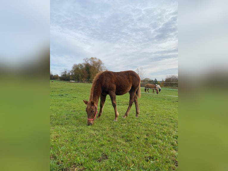 Paint Horse Stute 1 Jahr 147 cm Dunkelfuchs in Erbendorf