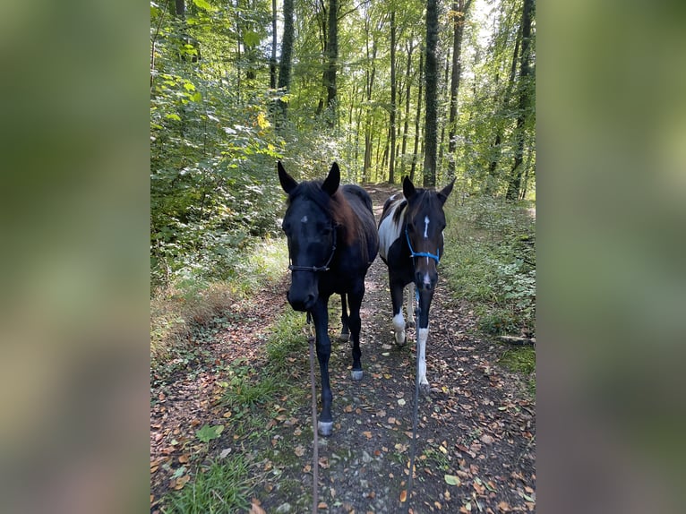 Paint Horse Stute 1 Jahr 149 cm Tobiano-alle-Farben in Preußisch Oldendorf